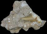 Bargain Otodus Shark Tooth Fossil In Rock - Eocene #60203-2